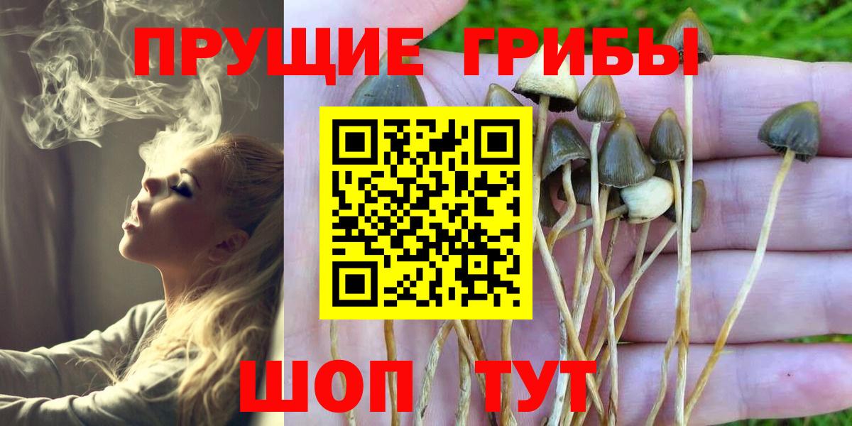 Псилоцибиновые грибы MAGIC MUSHROOMS  Вход с VPN  Галлюциногенные грибы Cubensis  где купить наркотик  Миллерово 
